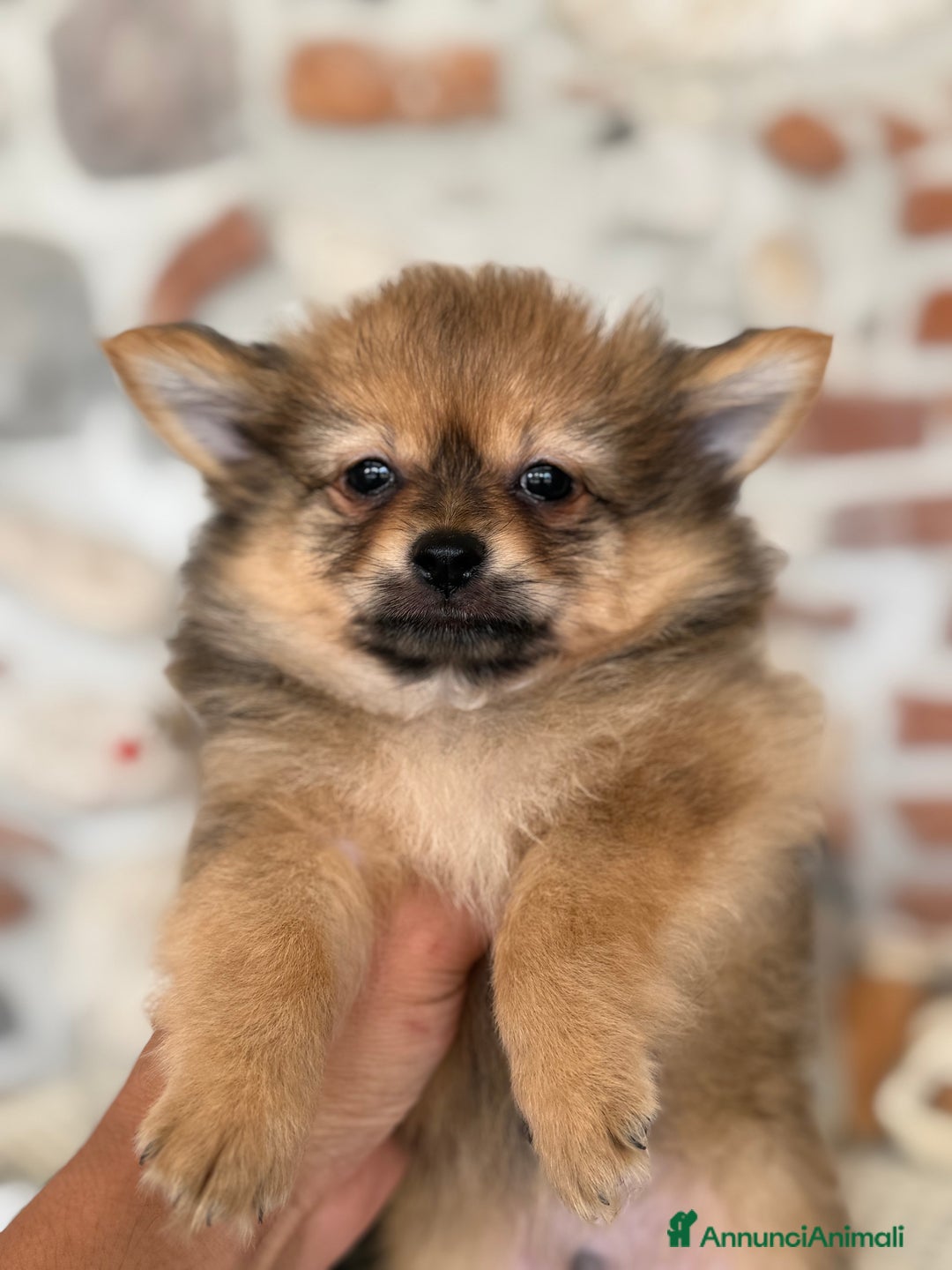Volpino Pomerania cani in vendita: Bellissimi maschio di Pomchi  a Provincia di Vicenza - Immagine 1