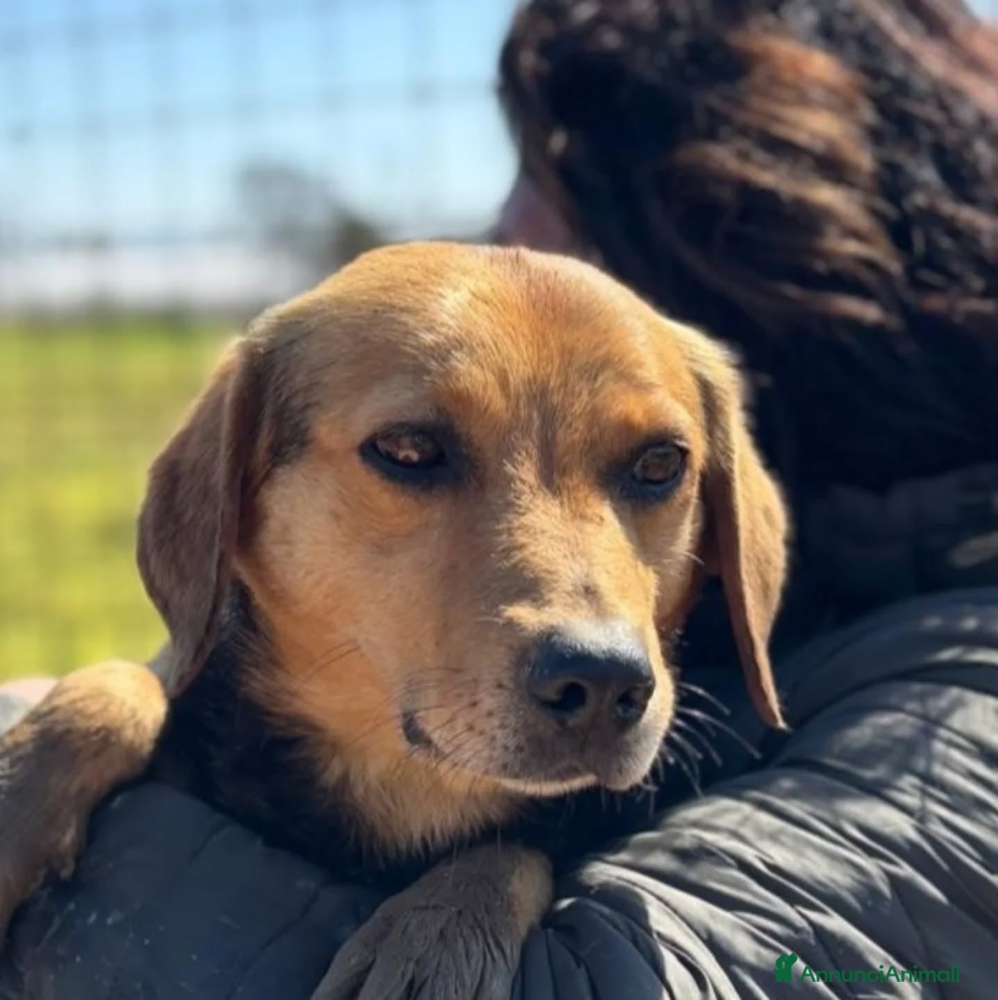 Meticcio cani FILIPPO dolce cagnolino cerca casa - 6 anni a Provincia di Latina - Annuncio 2