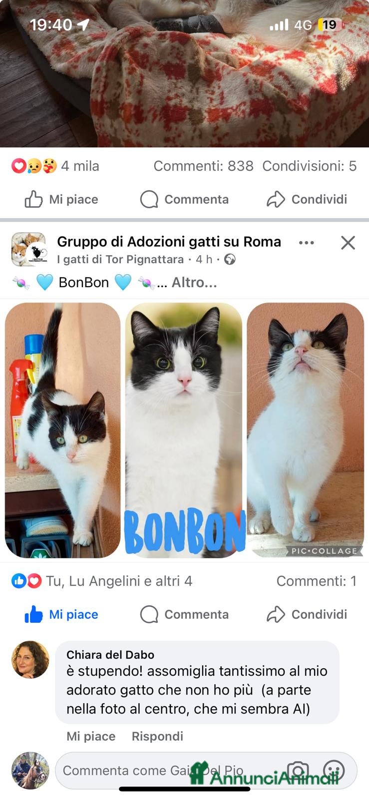 Europeo gatti Gattino dolcissimo  🐾🍬 - Annuncio 1