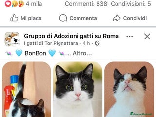 Europeo gatti Gattino dolcissimo 🐾🍬 - Annuncio 2