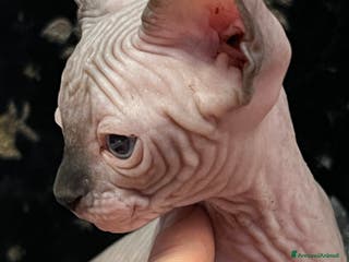 Sphynx gatti Sphynx a Città metropolitana di Roma Capitale - Annuncio 30