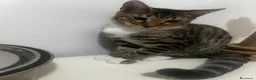 Bengala gatti in vendita: Cuccioli di bengala  - Annuncio 3