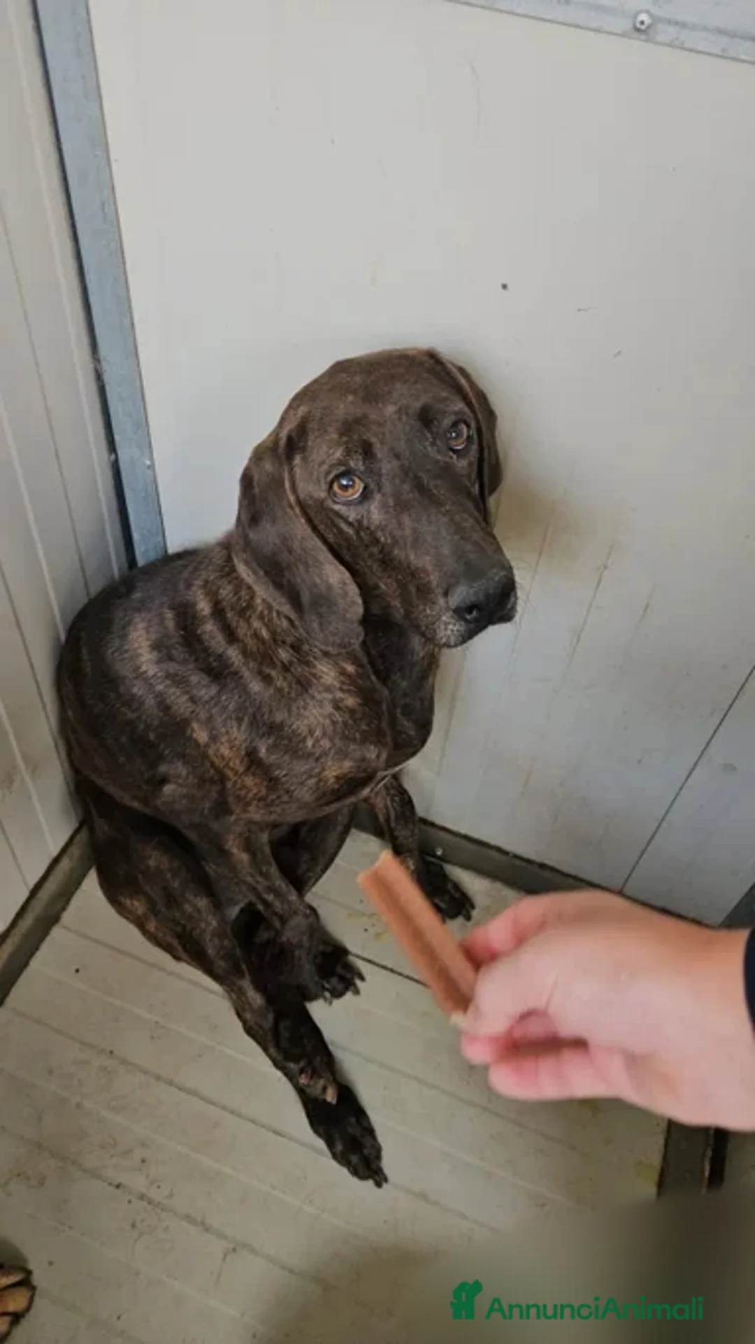 Segugio cani in regalo: Michele: timido segugio dolcissimo con tutti  - Annuncio 13