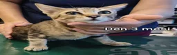 Altre razze gatti in regalo: ADOTTA UN GATTINO! a Provincia di Reggio Emilia - Annuncio 3