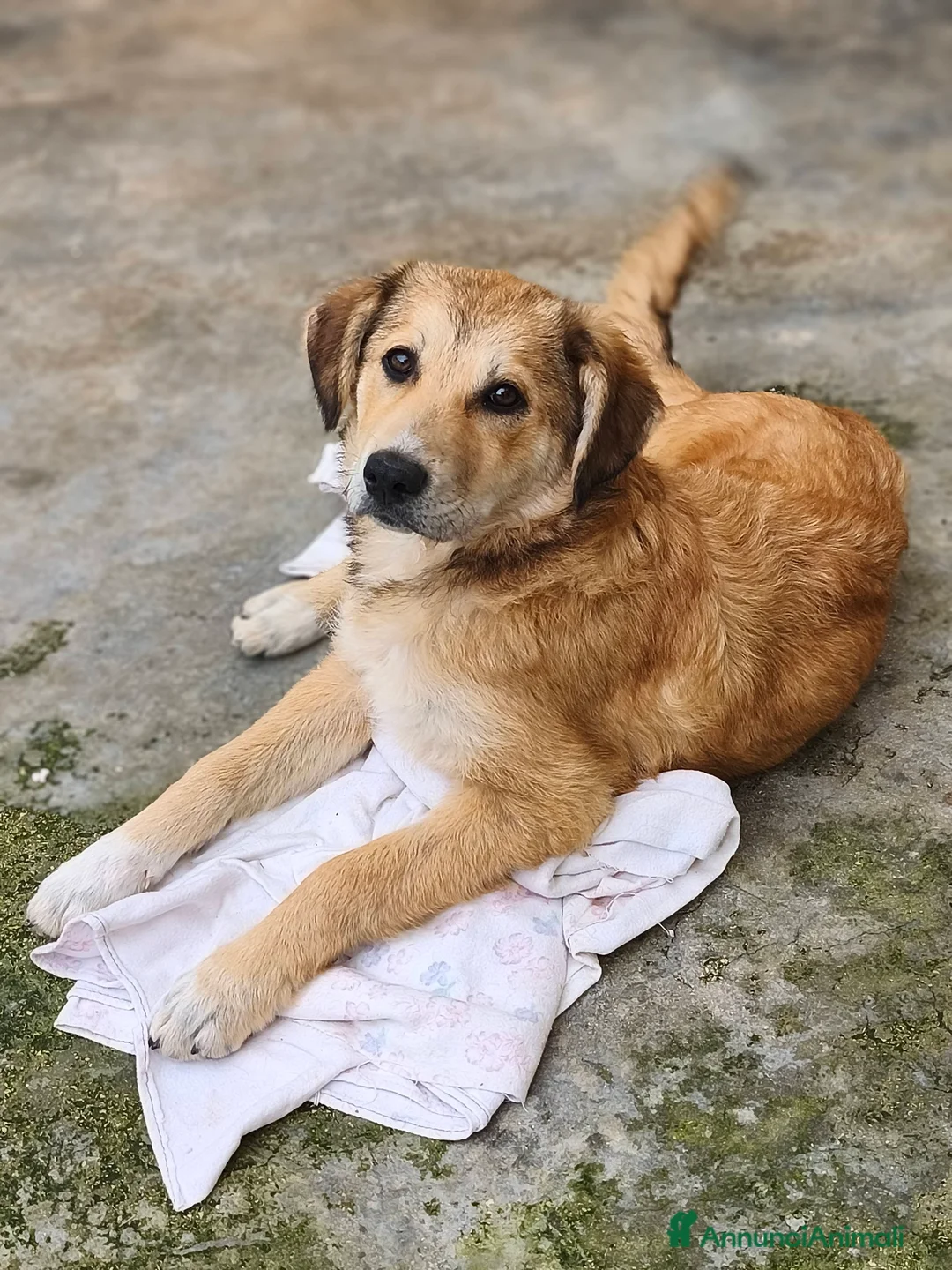 Meticcio cani in regalo: Magma Cerca Famiglia. Info Monica 3890238584 a Provincia autonoma di Trento - Annuncio 1