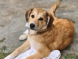 Meticcio cani Magma Cerca Famiglia. Info Monica 3890238584 - Annuncio 19