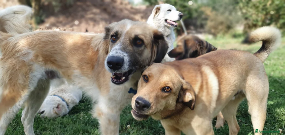 Meticcio cani in regalo: AKIKO occhioni timidi e buoni a Pomezia - Annuncio 6