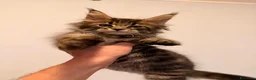 Maine Coon gatti in vendita: Cuccioli di Maine Coon  - Annuncio 4