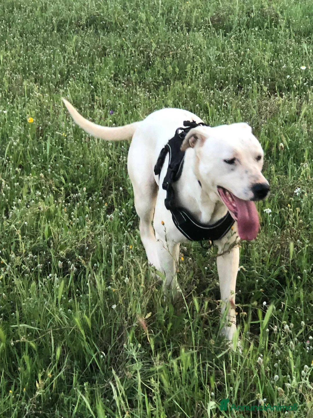 Meticcio cani in regalo: Martin e Karima - Annuncio 2