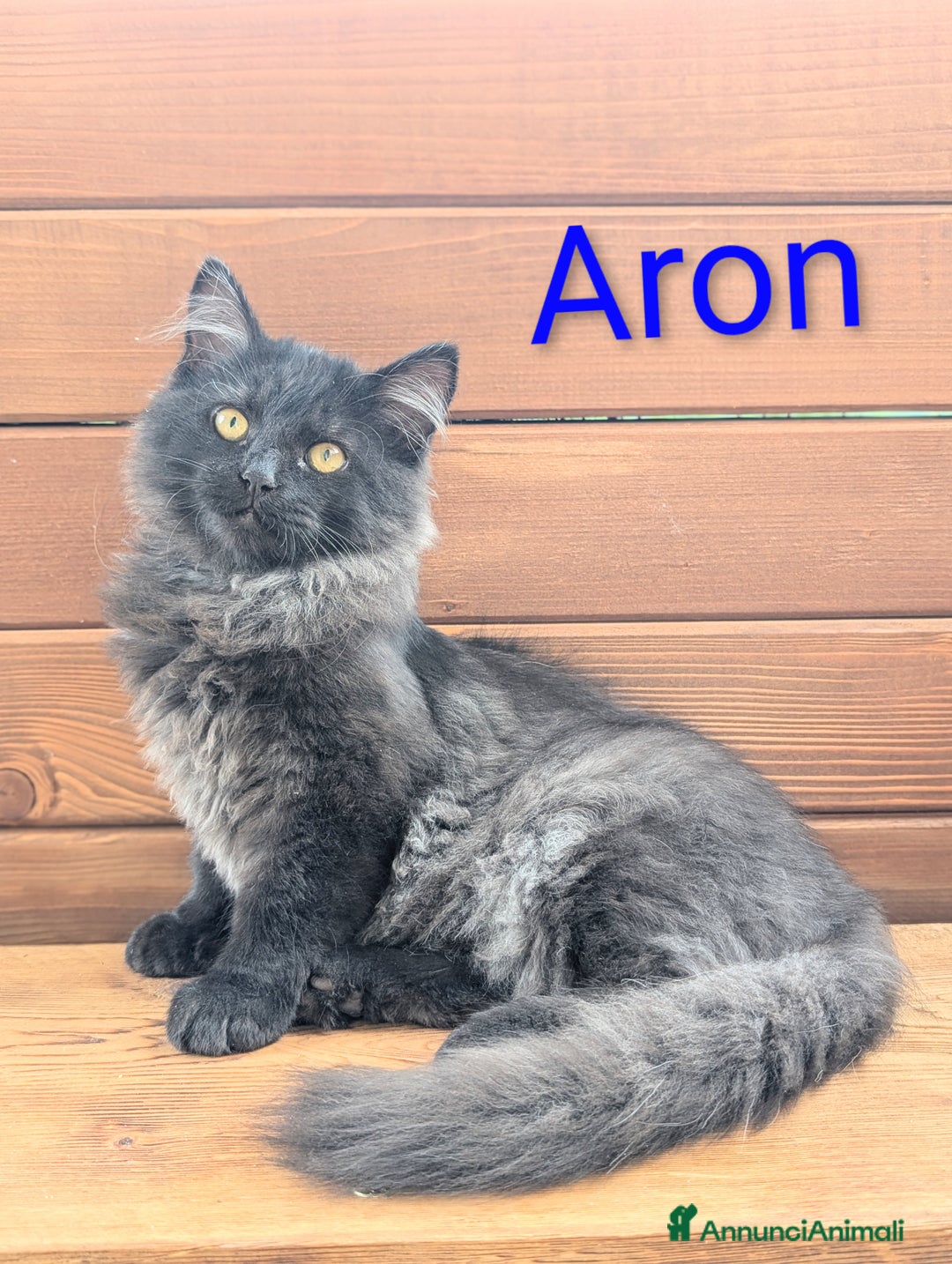 Siberiano gatti in vendita: Cuccioli di gatto siberiano  - Annuncio 9