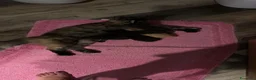 Meticcio gatti in vendita: Maschetto nero mix MaineCoon  a Città Metropolitana di Torino - Annuncio 7