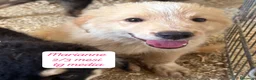 Meticcio cani in regalo: Bellissimi cuccioli in rifugio  a Città Metropolitana di Bologna - Annuncio 8
