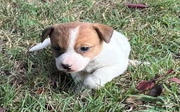 Jack Russell cani in vendita: Cuccioli jack russell  a Provincia di Reggio Emilia - Immagine 1