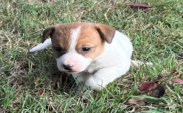 Jack Russell cani a Provincia di Reggio Emilia - Annuncio 19