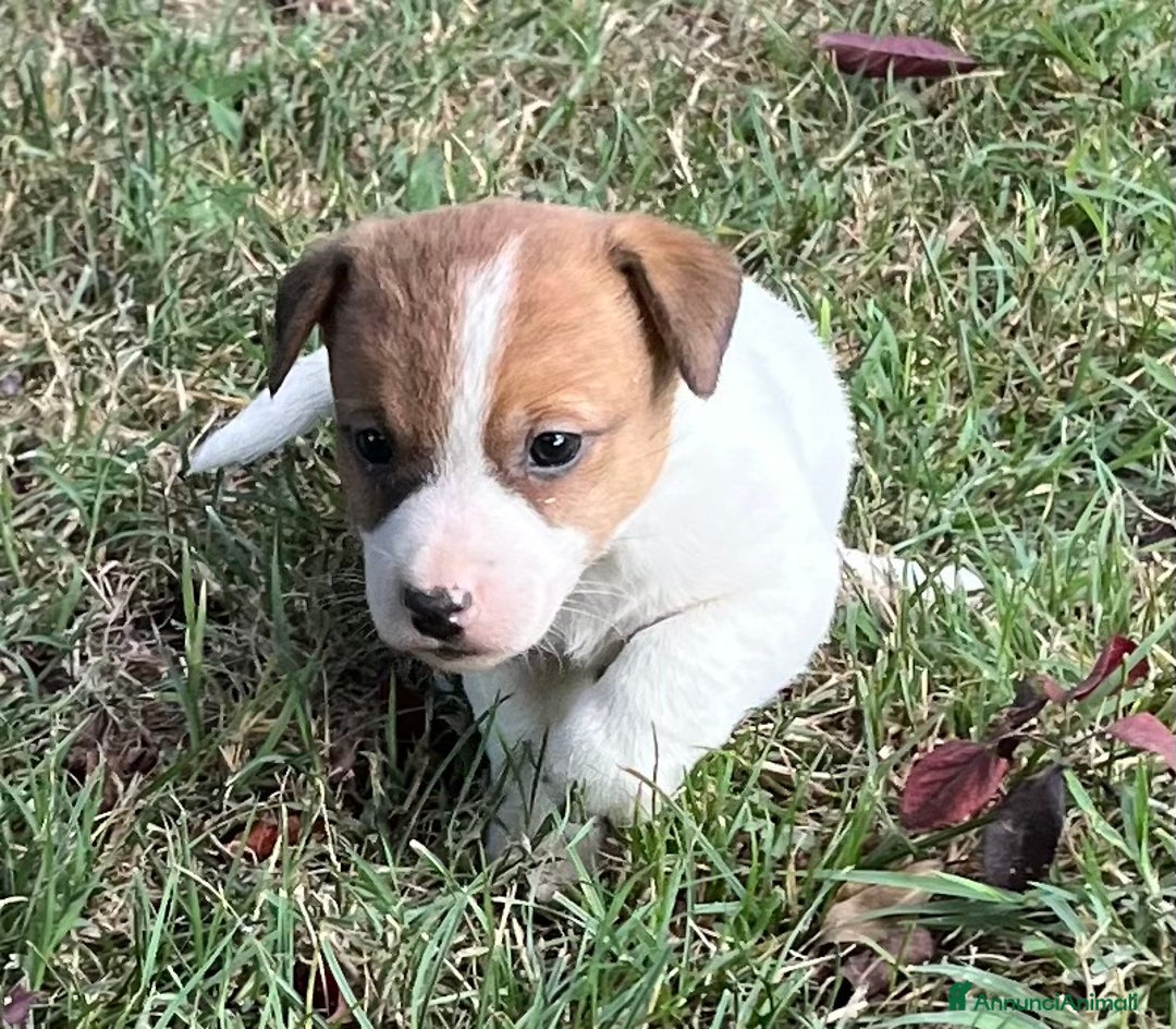 Jack Russell cani in vendita: Cuccioli jack russell  a Provincia di Reggio Emilia - Immagine 1