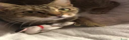 Meticcio gatti in regalo: GATTA ADULTA - Annuncio 5