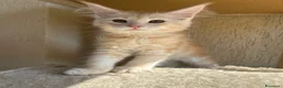 Maine Coon gatti in vendita: Maine Coon  - Annuncio 6