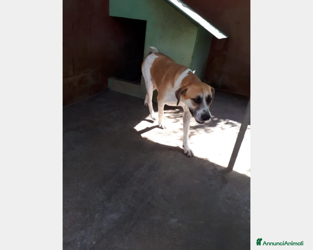 Meticcio cani in regalo: Whisky cucciolone dolcissimo cerca casa  a Roma - Annuncio 3