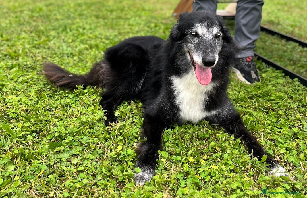 Meticcio cani in regalo: RINGO PASTORE SCOZZESE - Annuncio 6