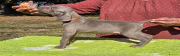 Weimaraner cani in vendita: Cuccioli Weimaraner - Annuncio 3