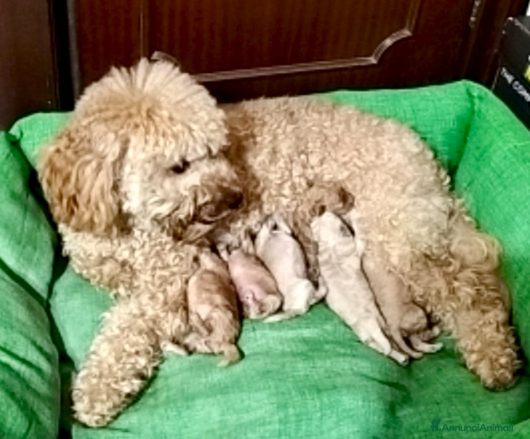 Barboncino cani in vendita: Barboncini nani  - Annuncio 8