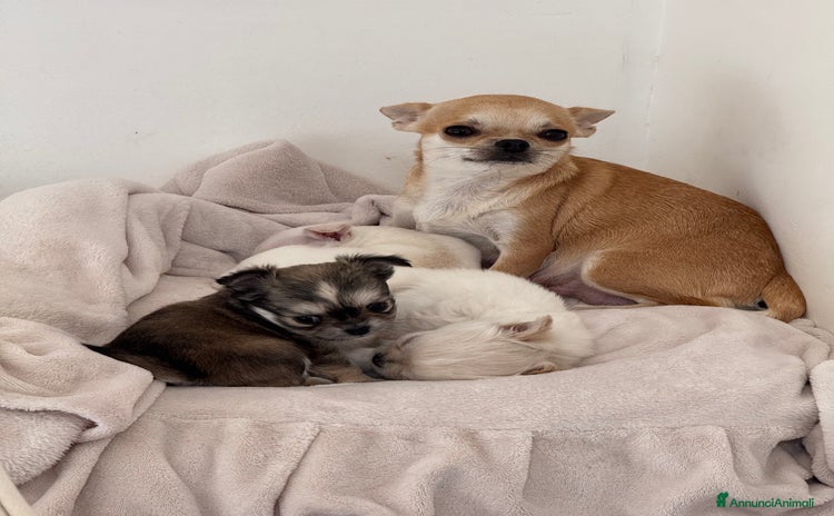 Chihuahua cani a Provincia di Sassari - Annuncio 8