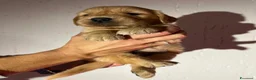 Golden Retriever cani in vendita: Cuccioli Golden Retriever con Pedigree ENCI - Annuncio 1