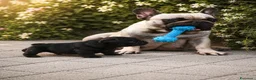 Bulldog Francese cani in vendita: FANTASTICI CUCCIOLI DI BOULEDOGUE FRANCESE! - Annuncio 1