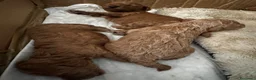 Barboncino cani in vendita: Barboncino con pedigree ENCI - Annuncio 7