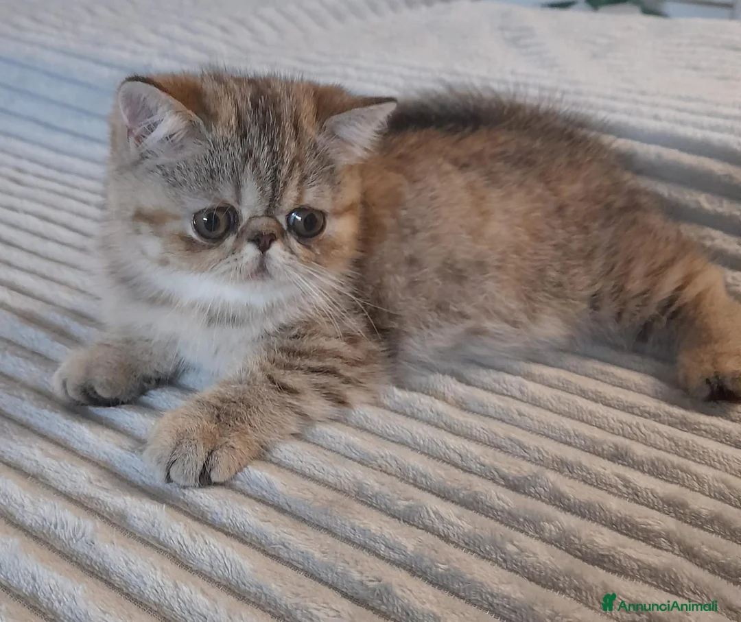 Altre razze gatti in vendita: Cucciola gatto exotic shorthair - Annuncio 2
