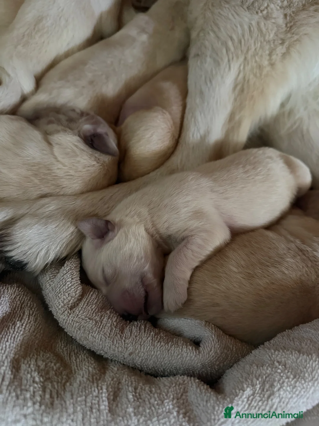 Golden Retriever cani in vendita: Cuccioli Golden Retriever  - Annuncio 2