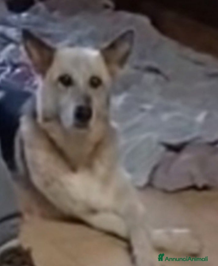 Meticcio cani Pastore 13anni non ha mai avuto una casa! LAZIO - Annuncio 2
