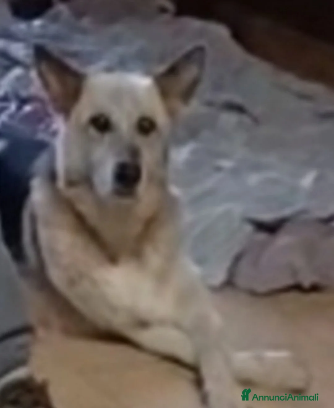 Meticcio cani in regalo: Pastore 13anni non ha mai avuto una casa! LAZIO - Annuncio 2