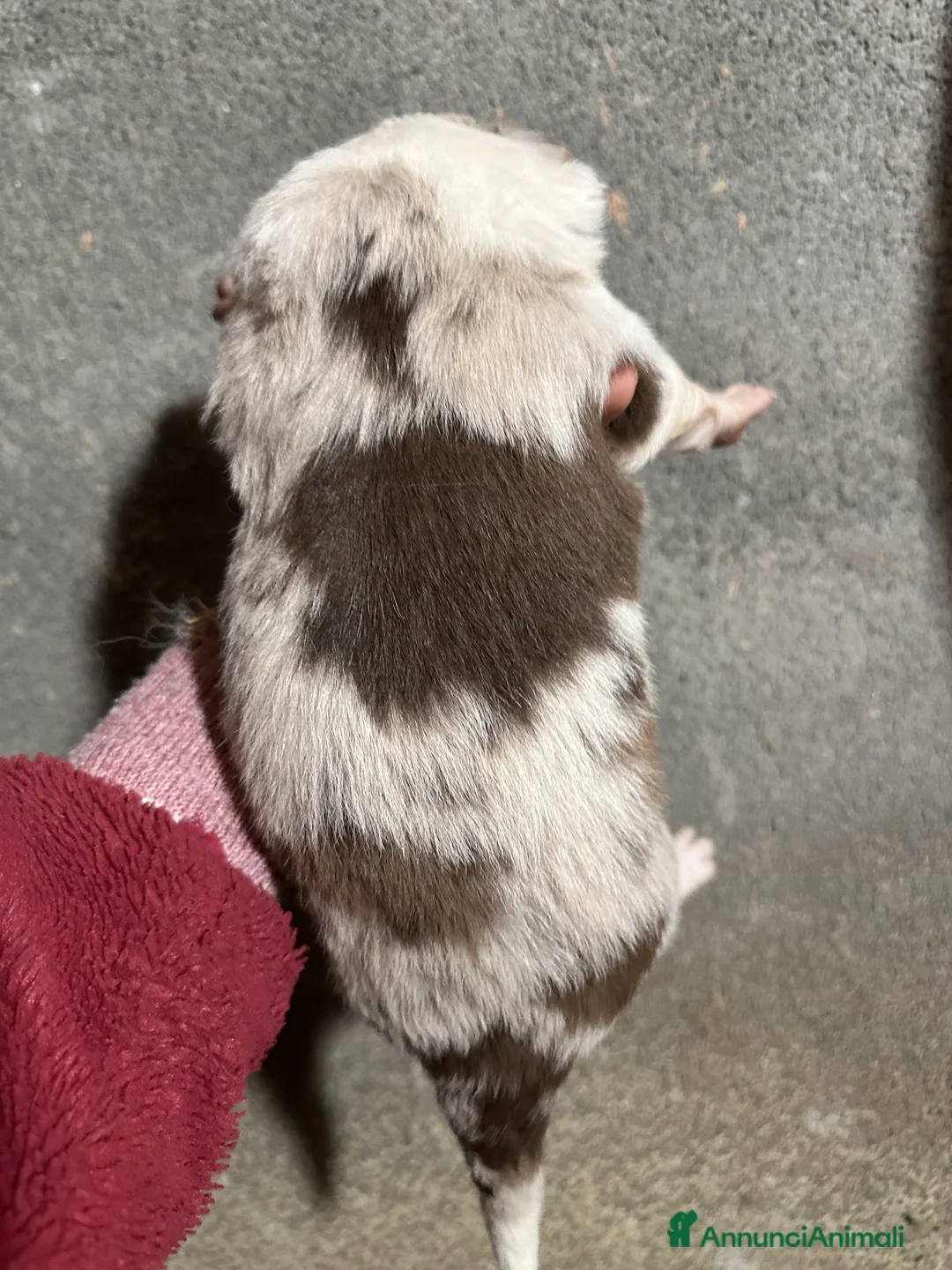 Border Collie cani in vendita: Cuccioli border collie  - Annuncio 9