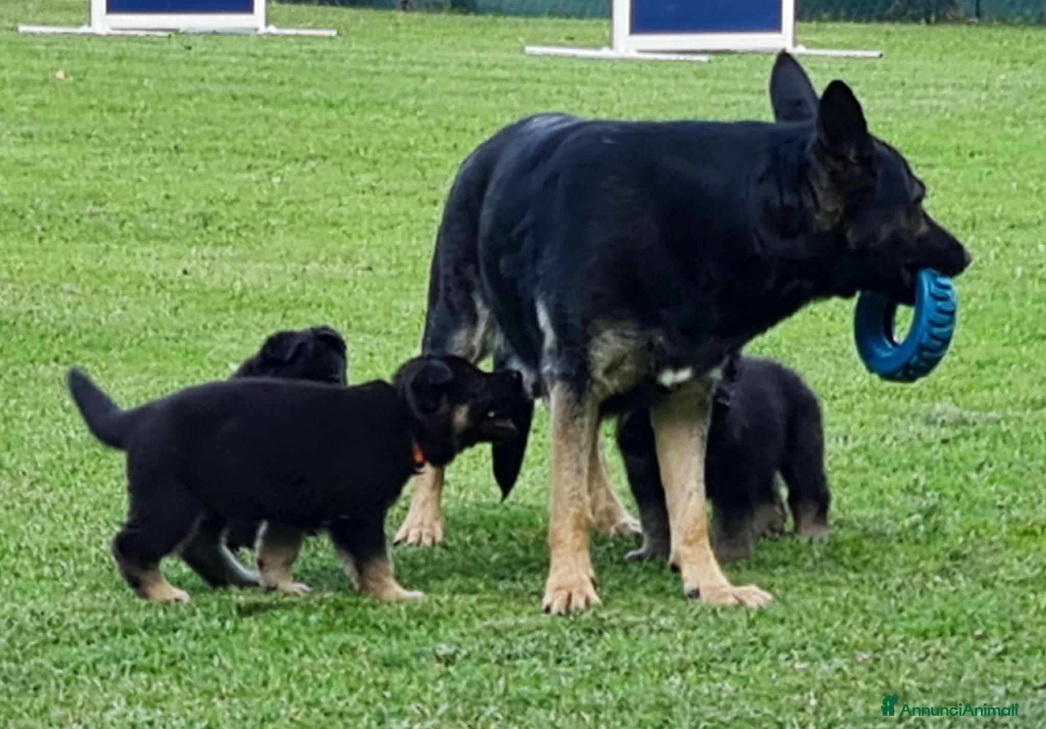 Pastore Tedesco cani in vendita: ULTIMO CUCCIOLO DI PASTORE TEDESCO NERO - Annuncio 1