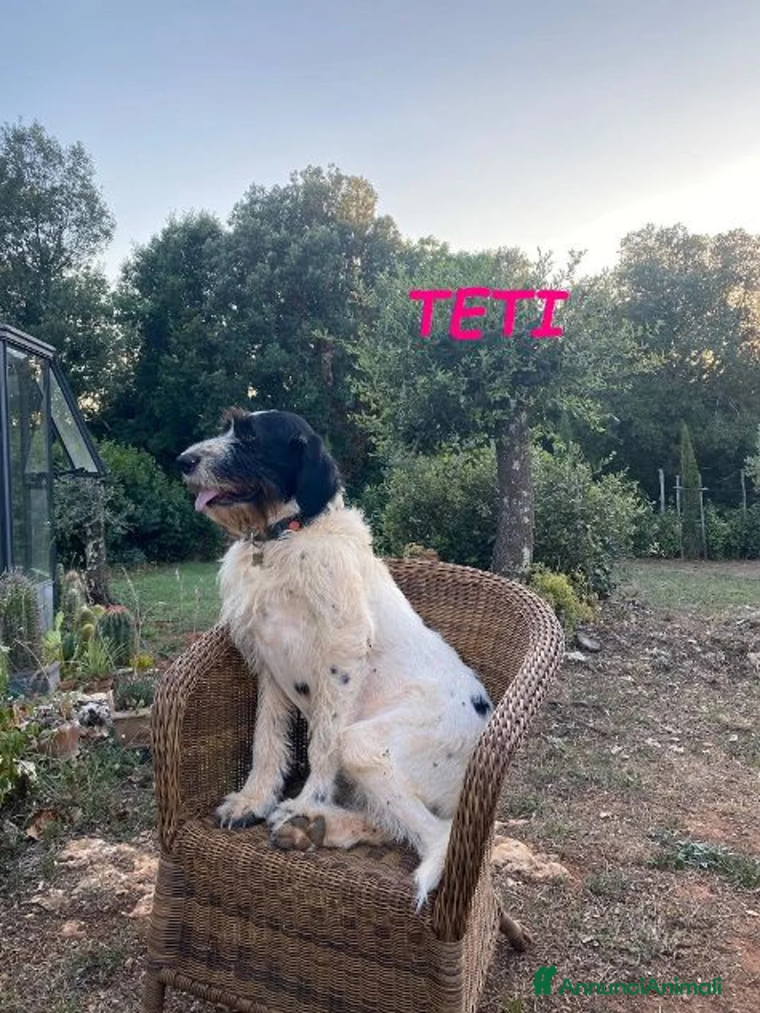 Meticcio cani in regalo: TETI e CALIPSO sorelline da adotta - Annuncio 2