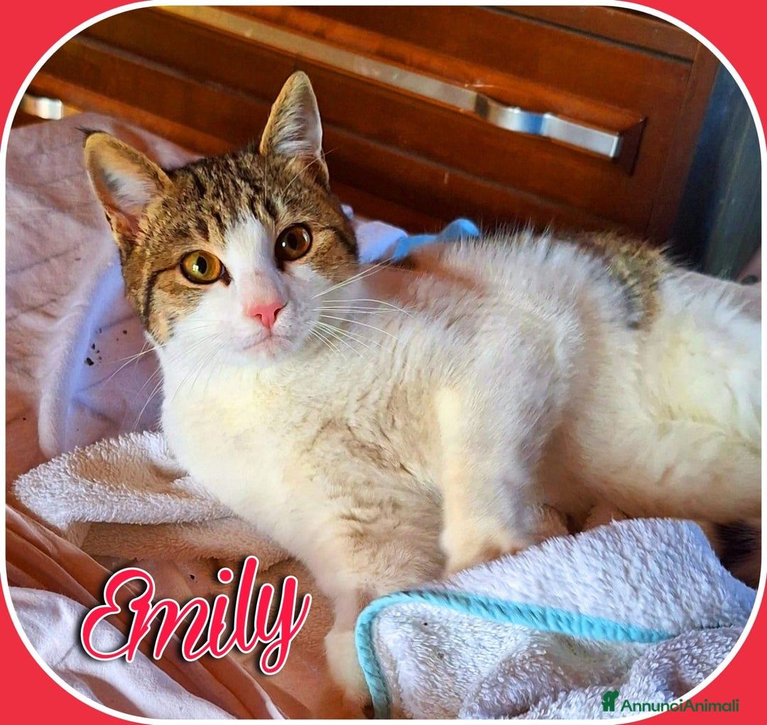 Europeo gatti in regalo: Emily, dolce come zucchero filato  a Città metropolitana di Milano - Annuncio 5