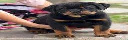 Rottweiler cani in vendita: Rottweiler maschio pagamenti agevolati  - Annuncio 2
