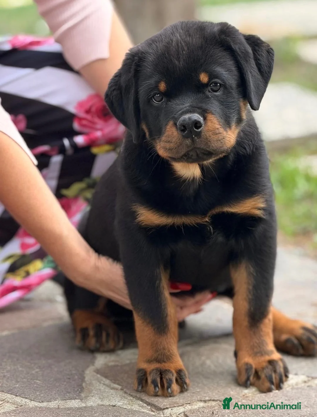 Rottweiler cani in vendita: Rottweiler maschio pagamenti agevolati  - Annuncio 2