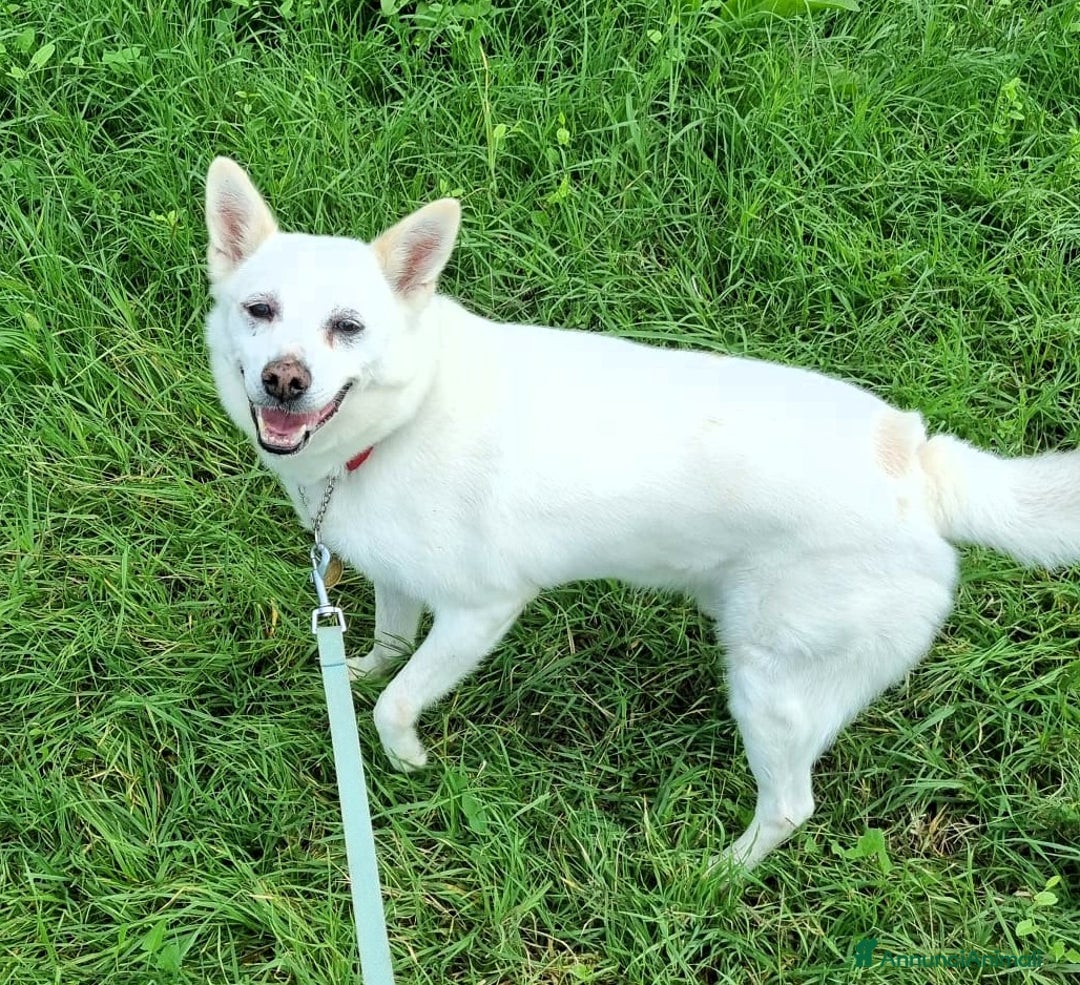 Meticcio cani in regalo: FOX CAGNOLINO CANDIDO - Annuncio 6