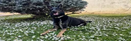 Pastore Tedesco cani in vendita: Pastore Tedesco da Lavoro Femmina - Annuncio 3