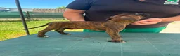 Boxer cani in vendita: Cuccioli di boxer - Annuncio 22