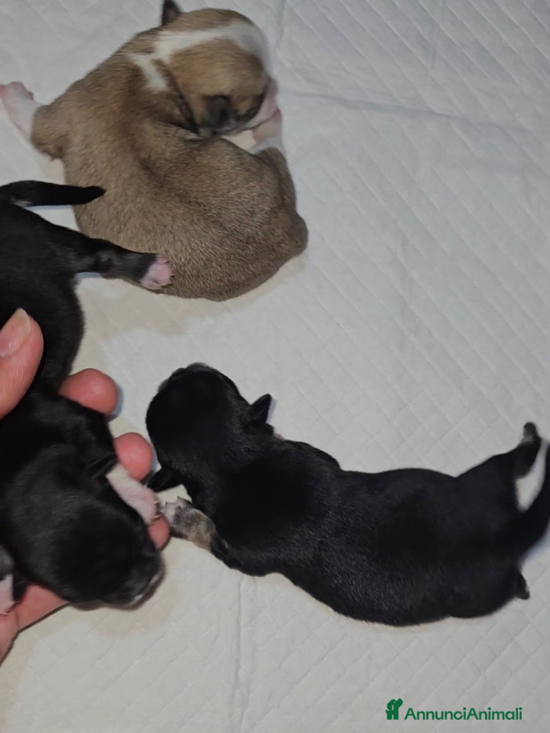 Chihuahua cani in vendita: Chihuahua toy pedigree Enci  - Annuncio 5