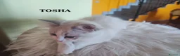 Ragdoll gatti in vendita: Cuccioli di Razza Ragdoll disponibili - Annuncio 3