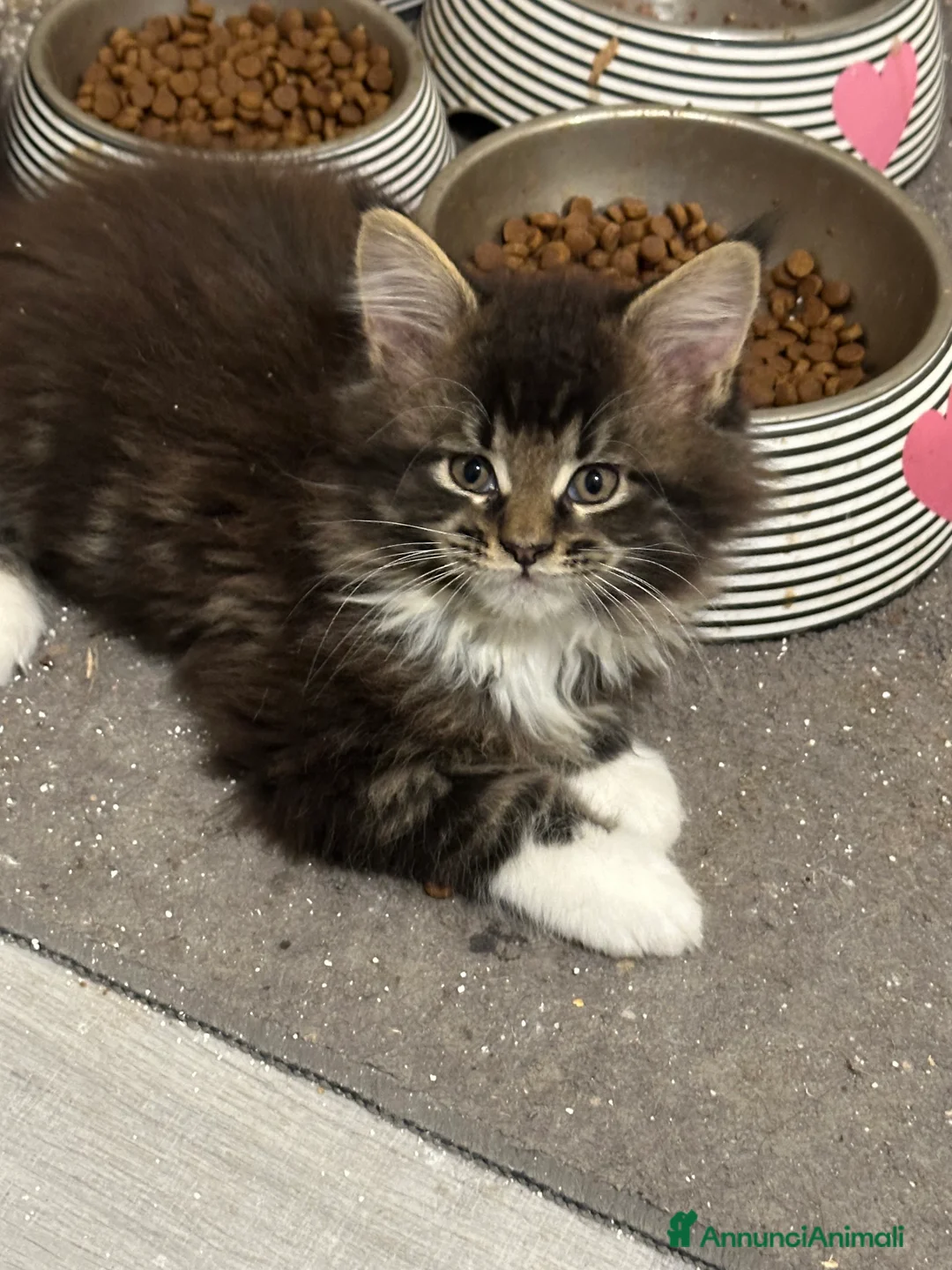 Maine Coon gatti in vendita: Cuccioli di Maine Coon - Annuncio 21