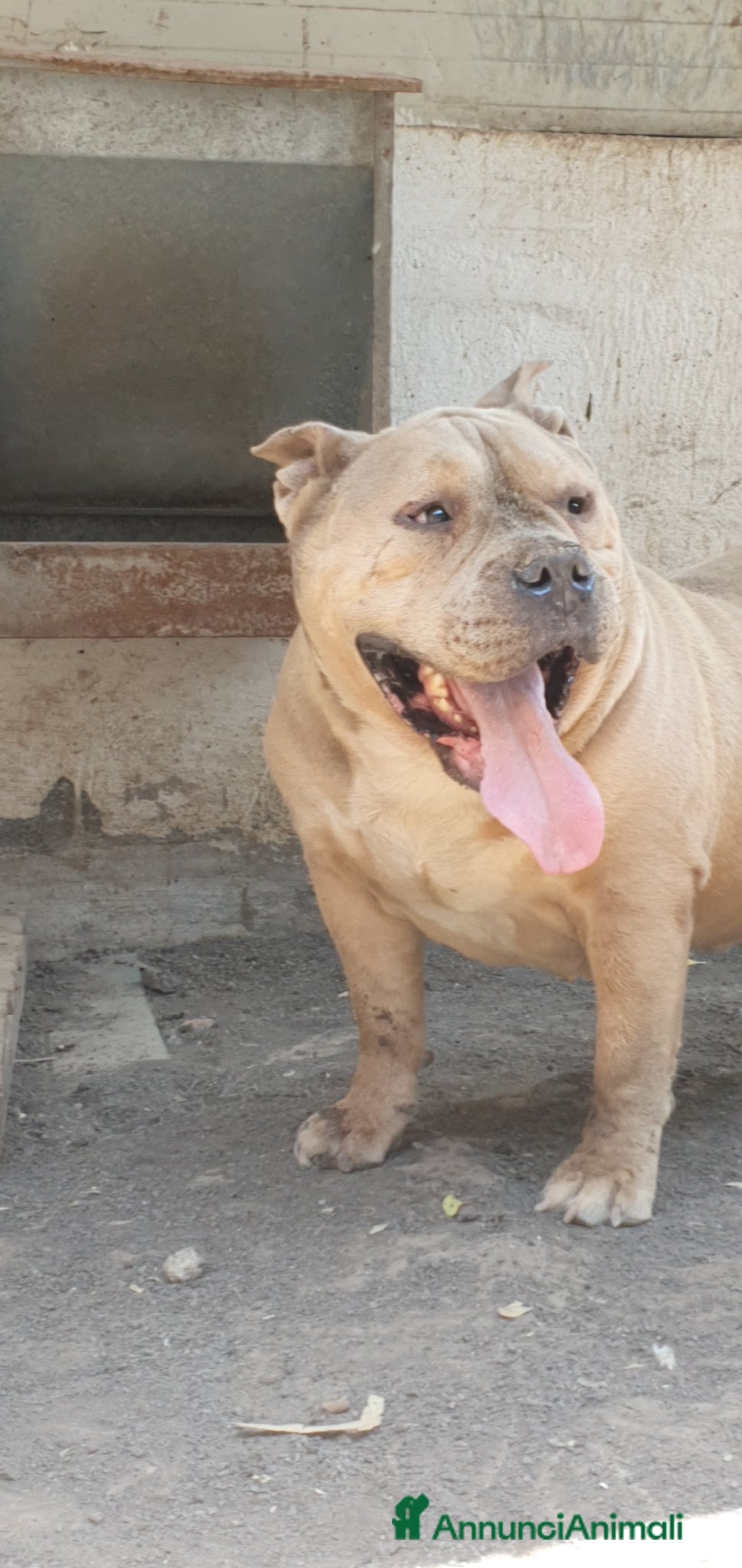 American Bully cani Ada American Bully in Canile - Annuncio 1