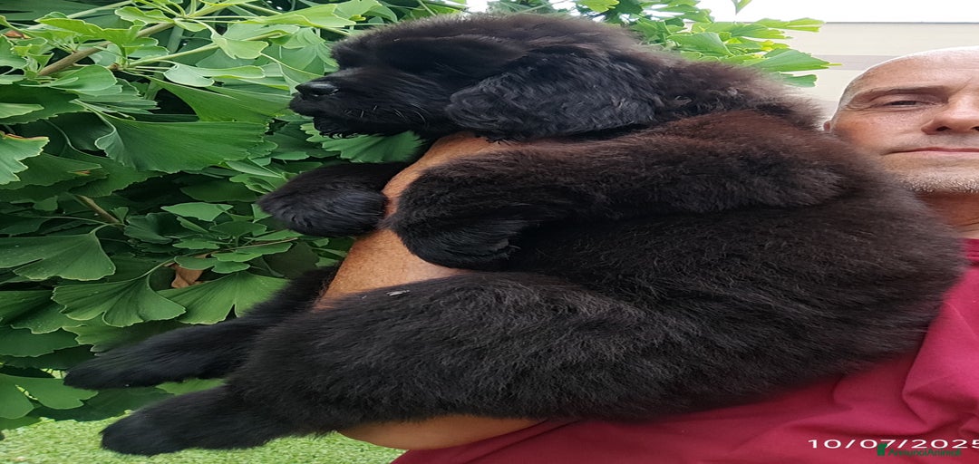 Immagine della galleria {{count}}