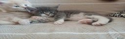 Maine Coon gatti in vendita: Cuccioli Maine Coon - Annuncio 3