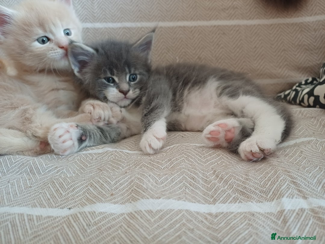 Maine Coon gatti in vendita: Cuccioli Maine Coon - Annuncio 3