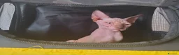 Sphynx gatti in vendita: Gatti Sphynx  - Annuncio 2